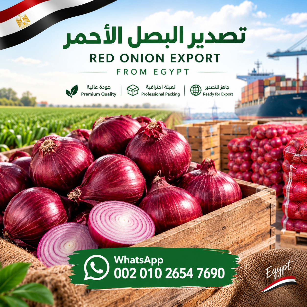 🧅🇪🇬 **تصدير البصل الأحمر من مصر | Red Onion Export f